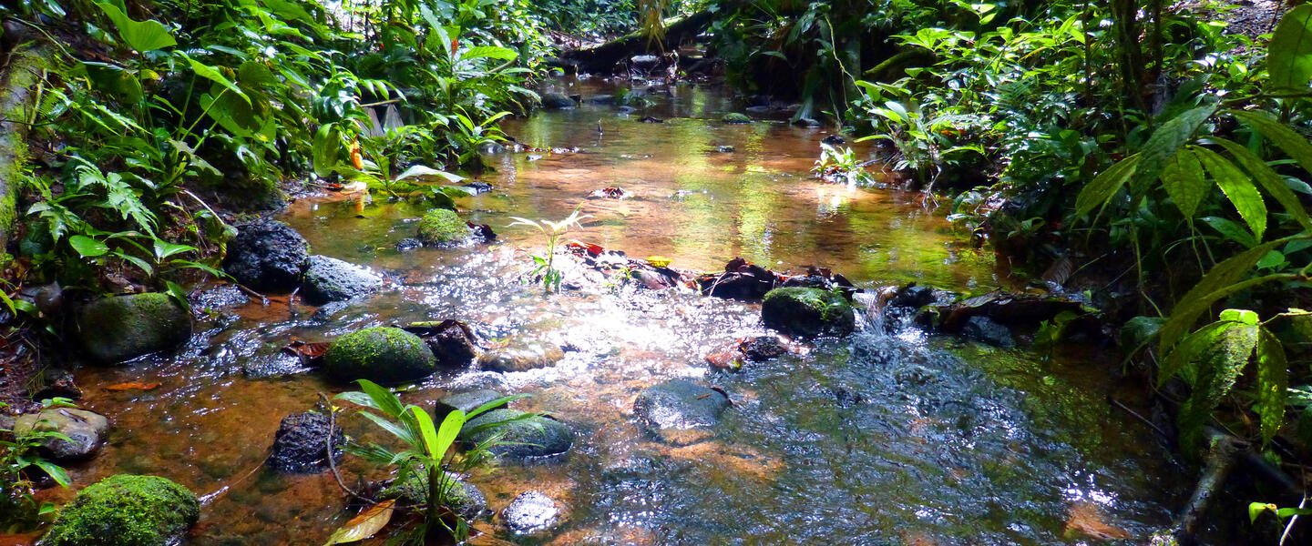 Costa Rica - vom Ruf des Regenwalds zur Ruhe am Strand