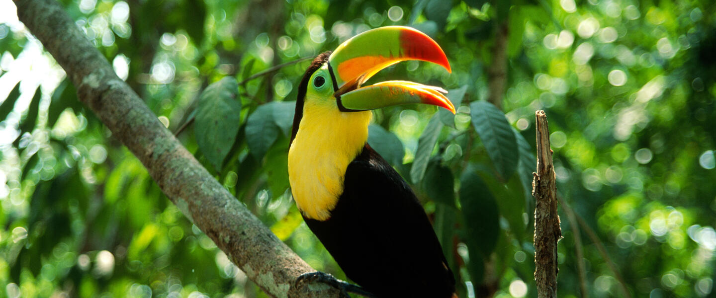 Costa Rica - vom Ruf des Regenwalds zur Ruhe am Strand