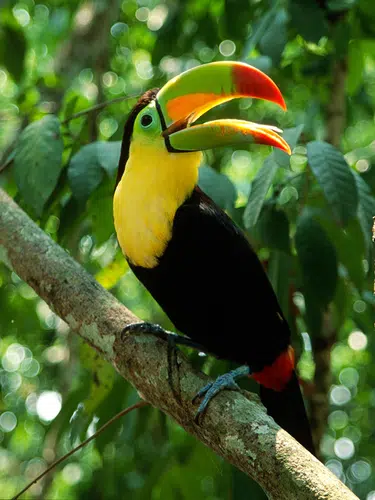 Costa Rica - vom Ruf des Regenwalds zur Ruhe am Strand