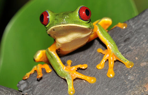 Costa Rica und Nicaragua - Naturschätze und Kulturerbe 2027 Costa Rica und Nicaragua - Naturschätze und Kulturerbe 2027