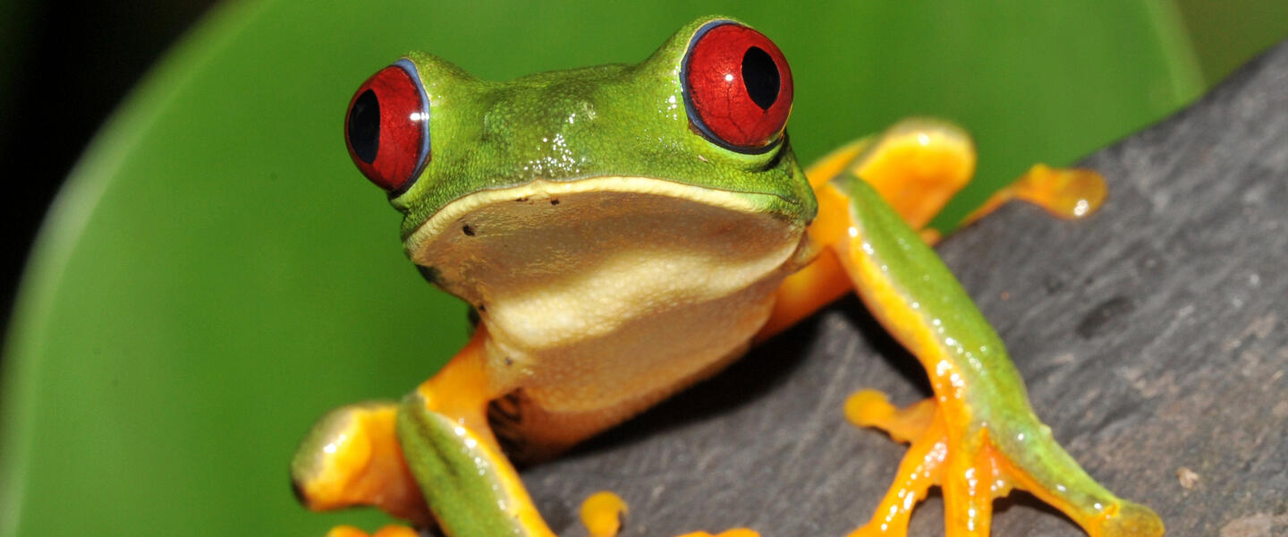 Costa Rica, Nicaragua und Panama - Naturschätze, Kulturerbe und Panamakanal