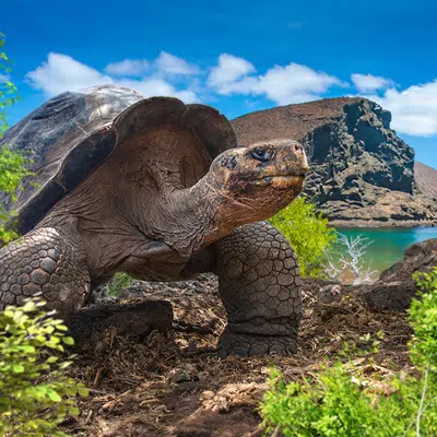 Ecuador und Galápagos zum Kennenlernen