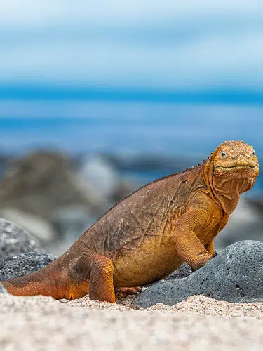 Ecuador und Galápagos - ein Land voller Wunder