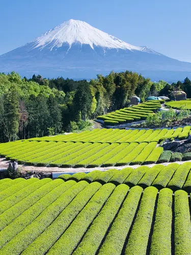 Japans grünes Gold - eine Teereise für die Sinne