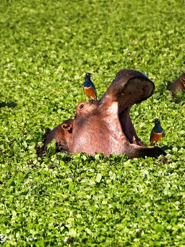 Kenia und Tansania - Savannenträume im Tierparadies