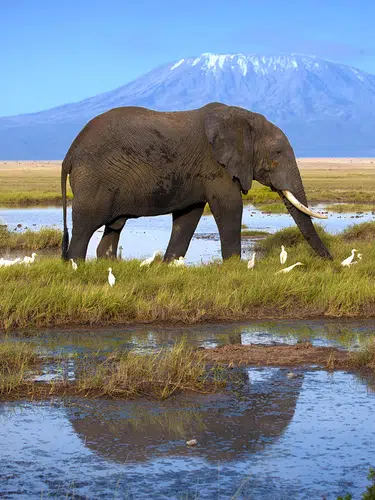Kenia und Tansania - Savannenträume im Tierparadies