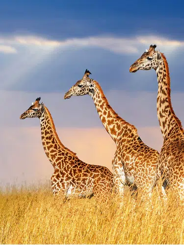 Kenia - magische Tierwelt und tropische Küste