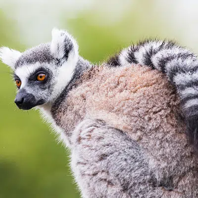 Madagaskar - Lemuren und Meer