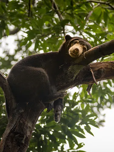 Naturparadies Borneo