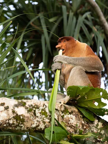 Multikulturelles Malaysia und Borneo