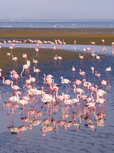Namibia - Atlantik, Dünen und wilde Tiere