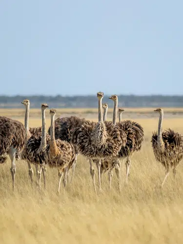 Naturschätze im südlichen Afrika