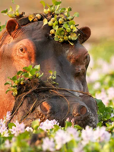 Südafrika - freie Wildnis und Indischer Ozean