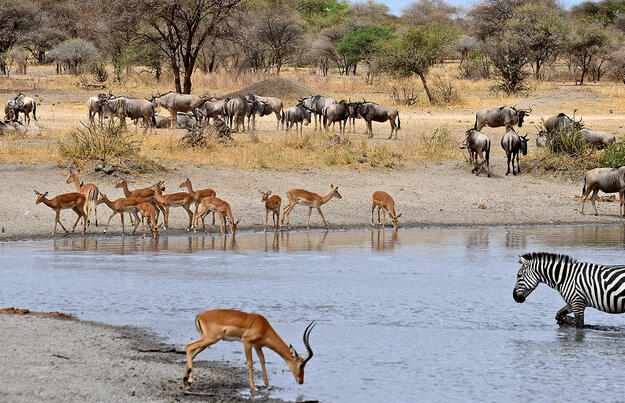 Südafrika - freie Wildnis und Indischer Ozean