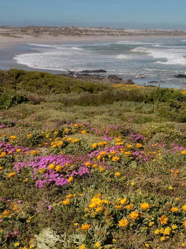 Rooibos Rhapsodie - Teezeit in Südafrika