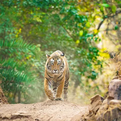 Indien - Rajasthan mit Flair