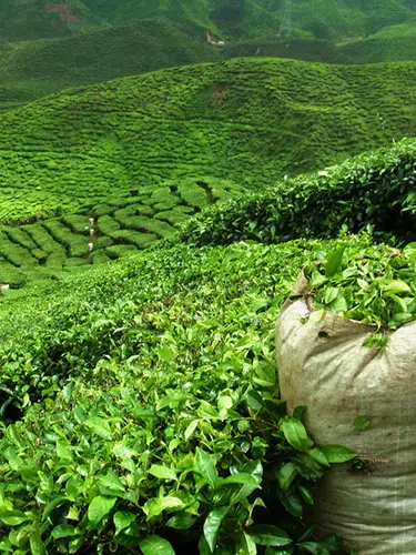 Indien - Tea Time in Assam, Darjeeling und Sikkim