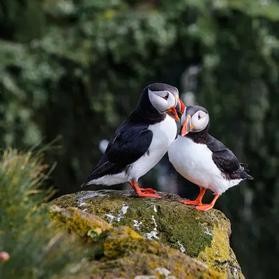 Magie der Westfjorde - Naturwunder am Rande der Welt