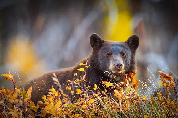 Höhepunkte Westkanadas
