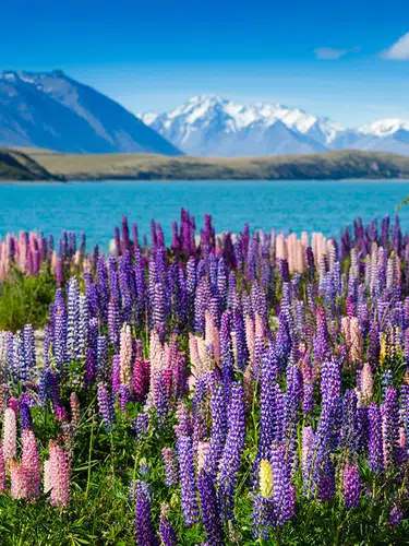 Neuseeland mit der Bahn inklusive Bay of Islands