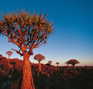 Maison Ambre Guesthouse, Windhoek Maison Ambre Guesthouse, Windhoek