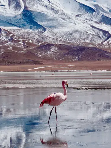 Wüstenzauber Atacama