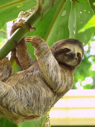 Costa Rica - im Herzen der Natur privat