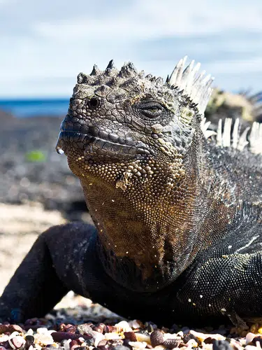 Galápagos auf die bequeme Art