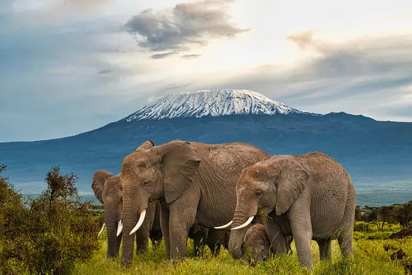 Kenia ─ grenzenloses Tierparadies