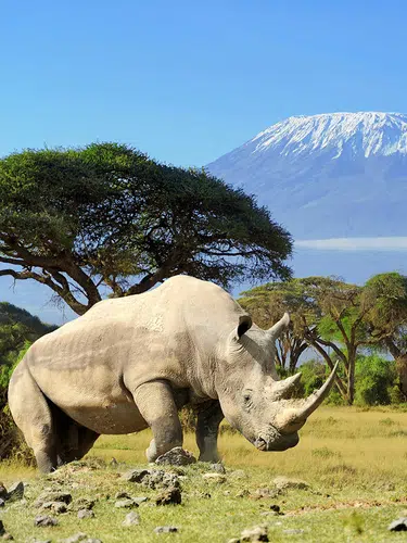 Kenia und Tansania - Endlose Savannen am Fuße des Kilimanjaro