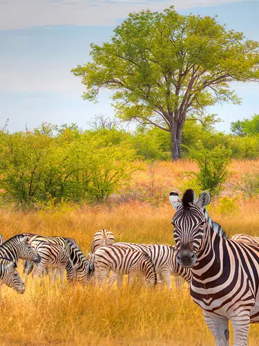 Einzigartiges Namibia