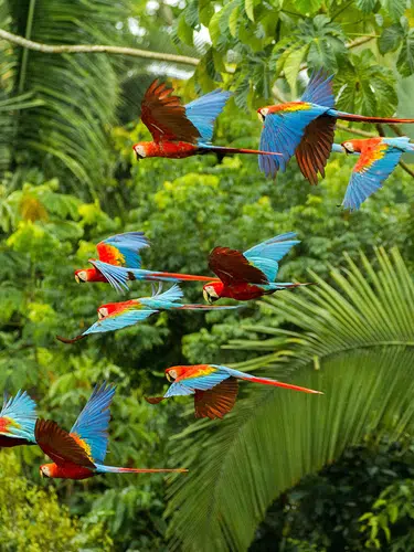 Posada Amazonas ─ Erlebnis Regenwald